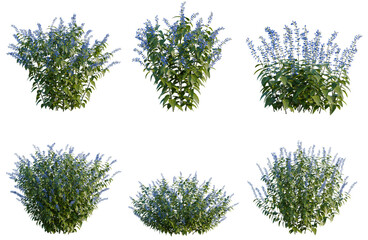 Fototapeta premium Set of Salvia guaranitica tree, elevation, front view, cutout, transparent background, isolate, Detailed Blue Shrubbery Collection - Perfect for Landscaping Visuals and Design Projects