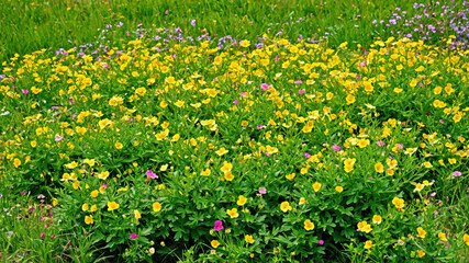 Obraz premium Vibrant field of yellow and purple wildflowers blooming on a sunny summer day