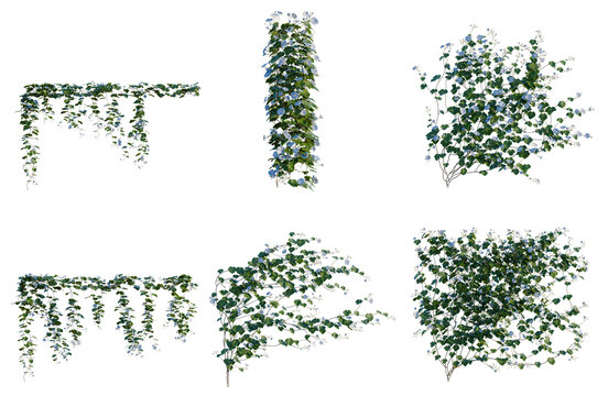 Set of Ipomoea nil tree, elevation, front view, cutout, transparent background, isolate, Variety of Ivy Plant Elements - Greenery for Design and Decoration