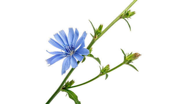 Wild blue chicory flower blossoms on green branch isolated on transparent background cut out