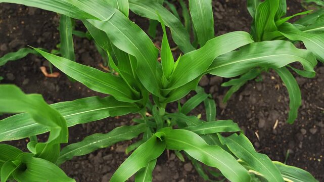 Green corn plant leaves swaying in the wind in a farm field for agricultural cultivation, view from above