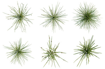 Obraz premium Set of Juncus effusus tree plan, top view, cutout, transparent background, isolate, Collection of green grass clumps with various shapes and sizes on a black background.