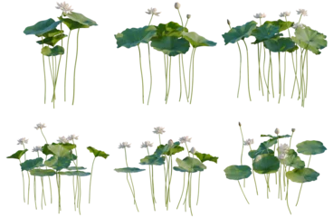 Set of Nelumbo nucifera tree, elevation, front view, cutout, transparent background, isolate, Lotus Flowers Collection - Six Variations of Water Lilies with Green Leaves and Blossoms © Peter Hai