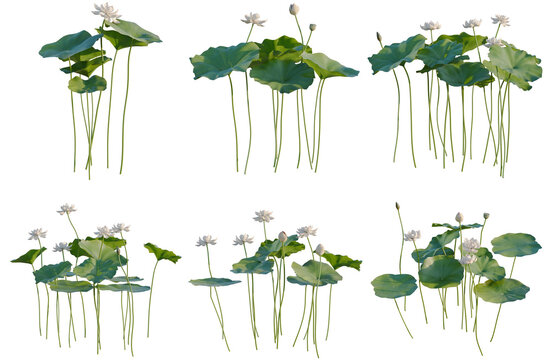 Set of Nelumbo nucifera tree, elevation, front view, cutout, transparent background, isolate, Lotus Flowers Collection - Six Variations of Water Lilies with Green Leaves and Blossoms
