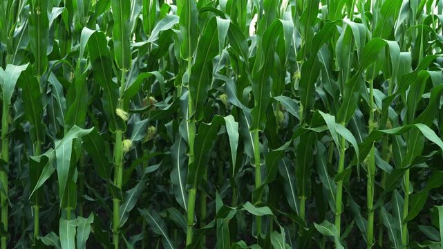 Green cornfield swaying in the breeze showing agricultural cultivation and fresh organic food production in a rural farm setting