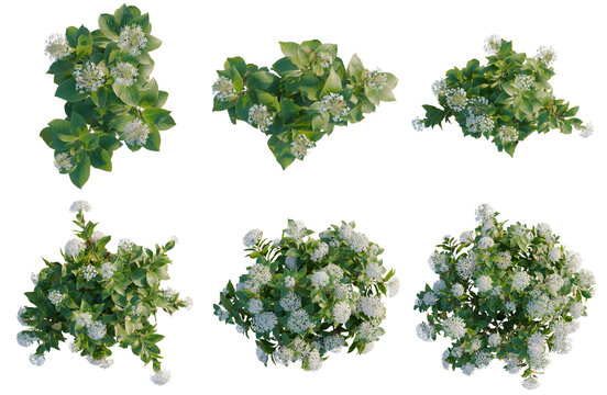 Set of  Hydrangea macrophylla White tree plan, top view, cutout, transparent background, isolate, Viburnum opulus shrub with white flowers &ndash; various angles for design and landscaping projects