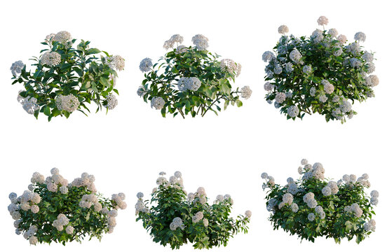 Set of Hydrangea macrophylla Mix tree, elevation, front view, cutout, transparent background, isolate, Hydrangea bush collection isolated on black background - perfect for landscaping design