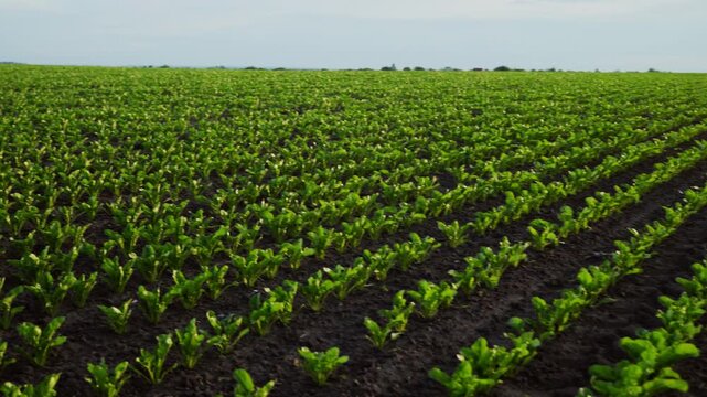Agricultural field with rows of young sugar beet plants growing under a cloudy sky in a rural landscape