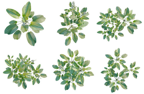 Set of  Echinodorus grandiflorus tree plan, top view, cutout, transparent background, isolate, 3D Rendered Green Plants - Various Sizes & Perspectives for Design Projects