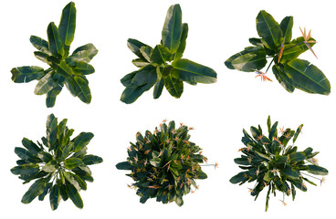 Set of  Strelitzia reginae tree plan, top view, cutout, transparent background, isolate, Six Lush Tropical Plants - Aerial View for Landscape Design & Botanical Illustrations © Peter Hai