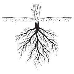 Plant root system vector illustration with underground soil line and branching roots for growth and foundation concepts © Zulfa