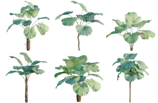 Set of Licuala peltata tree, elevation, front view, cutout, transparent background, isolate, Collection of stylized tropical plants with textured trunks and vibrant green foliage, ideal for design.