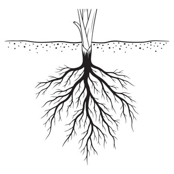 Plant root system vector illustration with underground soil line and branching roots for growth and foundation concepts