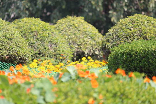 yellow and orange flowers in the garden