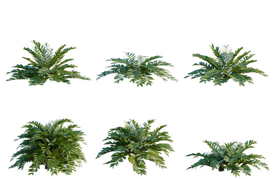 Set of  Zamia furfuracea tree plan, top view, cutout, transparent background, isolate, Collection of lush green tropical plants - various sizes and shapes for landscaping design