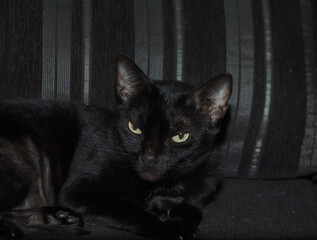 black cat portrait © Greg Oliveira