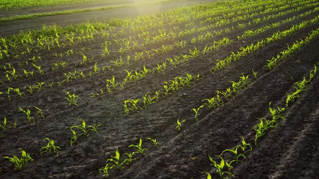 Young corn seedlings sprouting from the soil in a hazy agricultural field at sunrise, showing the early stages of crop growth