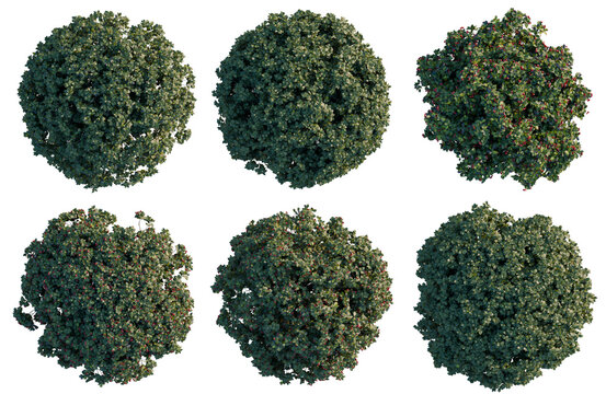 Set of  Euonymus europaeus tree plan, top view, cutout, transparent background, isolate, Six views of lush green ornamental bushes with red berries - perfect for landscaping designs and garden decor