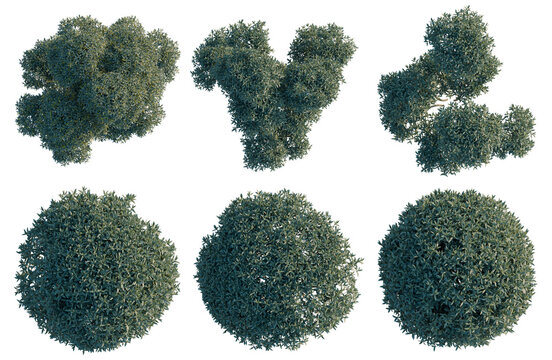 Set of  Phillyrea angustifolia tree plan, top view, cutout, transparent background, isolate, Collection of neatly trimmed shrubbery bushes - perfect for landscaping or garden design projects.