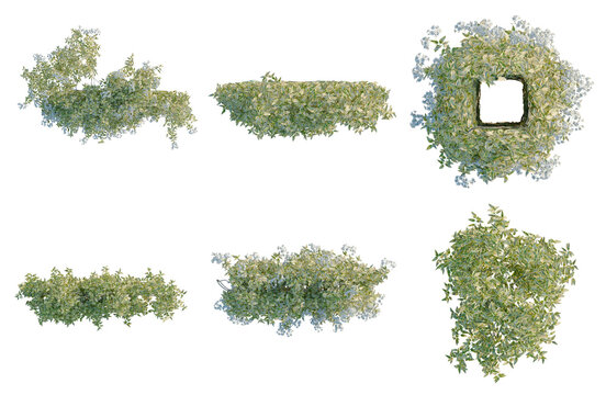 Set of  Solanum jasminoides variegata tree plan, top view, cutout, transparent background, isolate, Variety of Flowering Garden Bushes - High Resolution Rendered Elements for Landscape Design