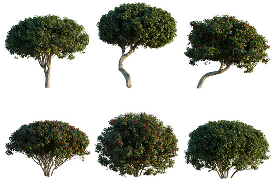 Set of Euonymus europaeus tree, elevation, front view, cutout, transparent background, isolate, Collection of ornamental trees with lush foliage, perfect for landscaping and garden design elements.