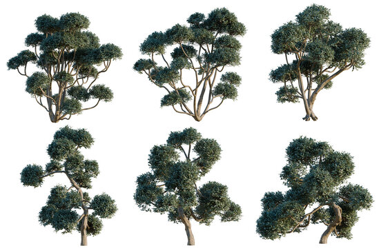 Set of Phillyrea latifolia tree, elevation, front view, cutout, transparent background, isolate