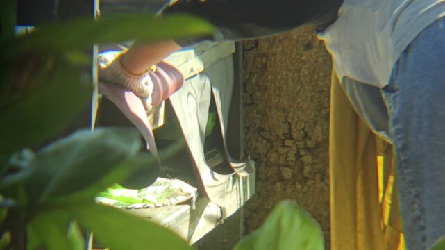A person wearing gloves holds a sieve to sift burnt ash for fertilizing the soil in a garden or agricultural setting
