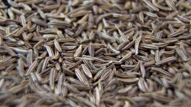 Cumin seed morphology (Cuminum cyminum). Gourmet herbal seasoning texture.