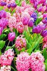 Obraz premium pink and white tulips