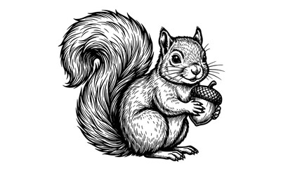 Hand Drawn Cute Squirrel Holding Acorn Detailed Woodland Animal Vintage Style Vector Illustration © Crafts Home