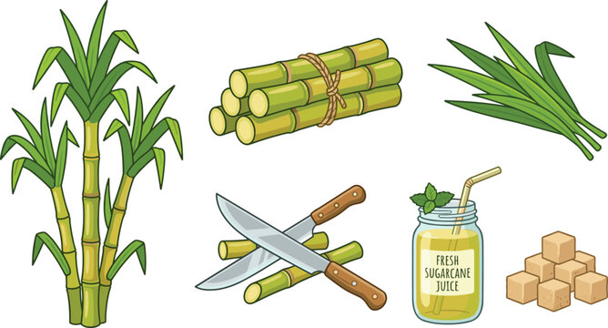 Fresh Sugarcane Agriculture Vector Set with Plant Stalks Bundle Juice Jar Sugar Cubes and Harvest Machete Knives Illustrations