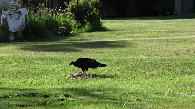 turkey vulture john crow eating dead road killed animal on a grassy lawn fawn deer scavenger (roadkill, large animals carrion prey) feed feeding consuming 