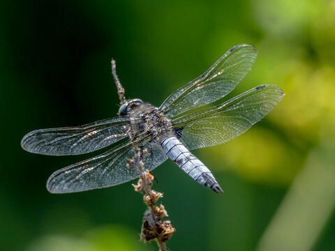 Scarce chaser dragonfly (Libellula fulva) perched on a plant stem