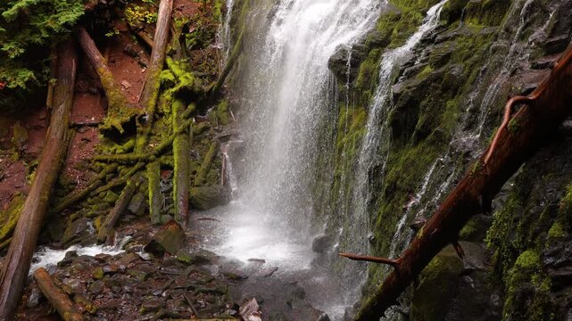 The lush forest and moss at Proxy Falls in Oregon, USA.