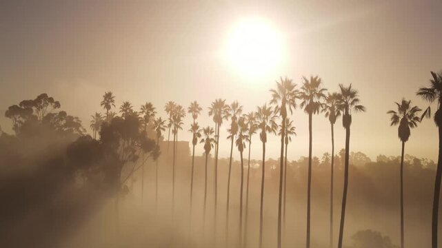 Aerial shot of fog and the rising sun behind a row of palm trees. Los Angeles California.