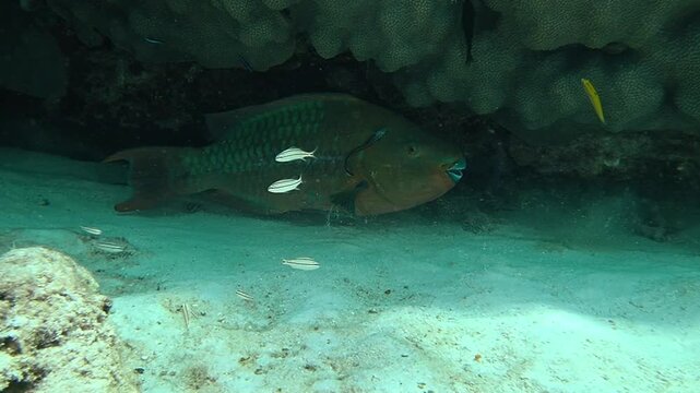 Rainbow parrotfish resting with a remora under a coral ledge in Key Largo Florida