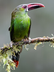 Obraz premium Crimson-rumped Toucanet Perched on Mossy Branch in Tropical Forest