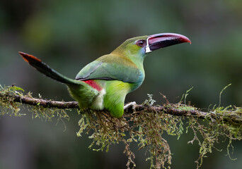 Obraz premium Crimson-rumped Toucanet Perched on Mossy Branch in Tropical Forest