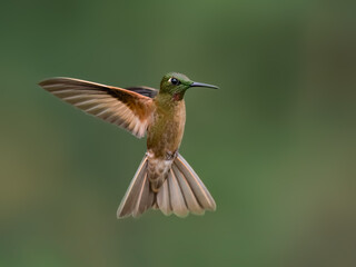 Obraz premium Fawn-breasted Brilliant Hummingbird Hovering with Spread Wings in Forest