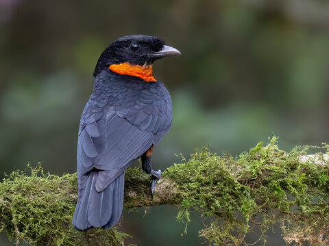 Male Red-ruffed Fruitcrow Perched on a Mossy Rainforest Branch