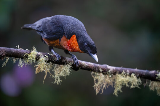 Male Red-ruffed Fruitcrow Perched on a Mossy Rainforest Branch