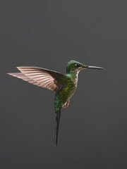 Obraz premium Empress Brilliant Hummingbird Hovering In Flight Against Dark Background