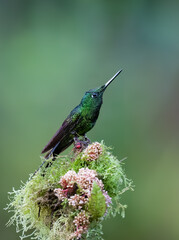 Obraz premium Green-crowned Brilliant Hummingbird Perched on Mossy Branch in Rainforest