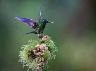 Obraz premium Empress Brilliant Hummingbird Landing On Mossy Branch With Flowers