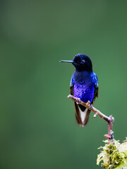 Obraz premium Velvet-purple Coronet Hummingbird Perched on Branch in Cloud Forest