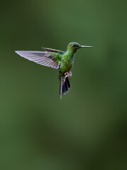 Obraz premium Green-crowned Brilliant Hummingbird Hovering In Mid-air With Wings Spread