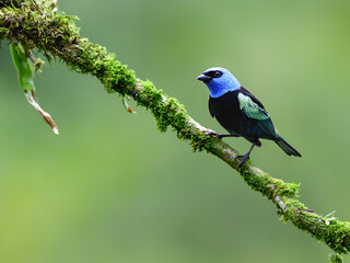 Fototapeta premium Blue-necked Tanager Perched on Mossy Branch in Tropical Forest