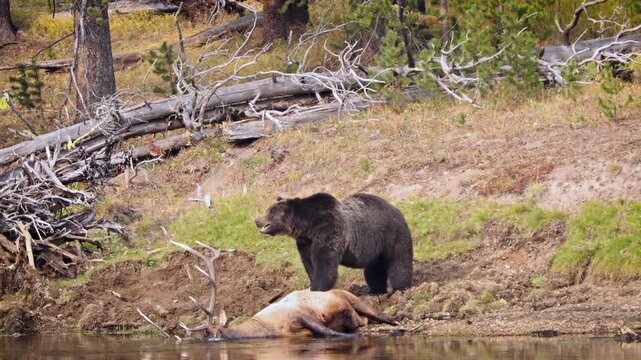 Grizzly Bear with a recently killed elk on the shore of the Yellowstone River in Yellowstone National Park, Wyoming.