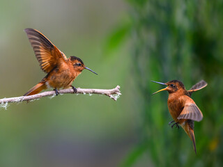 Obraz premium Two Shining Sunbeam Hummingbirds Interacting on Branch in Nature