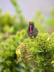 Obraz premium Male Rainbow-bearded Thornbill Hummingbird Perched on Flowering Shrub